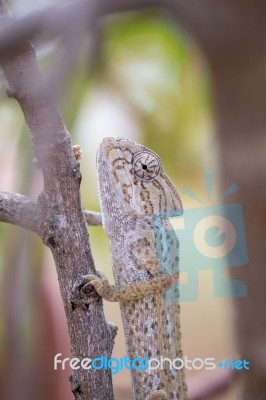 Mediterranean Chameleon On A Tree Stock Photo