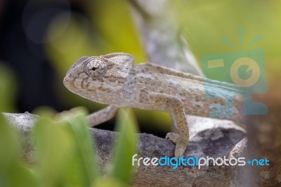 Mediterranean Chameleon On A Tree Stock Photo