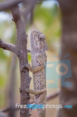 Mediterranean Chameleon On A Tree Stock Photo