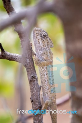 Mediterranean Chameleon On A Tree Stock Photo