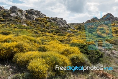 Mediterranean Maquis Flowering In Sardinia Stock Photo