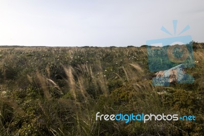 Mediterranean Native Vegetation Stock Photo