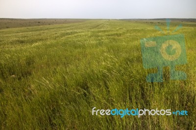 Mediterranean Native Vegetation Stock Photo