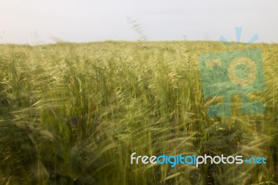 Mediterranean Native Vegetation Stock Photo