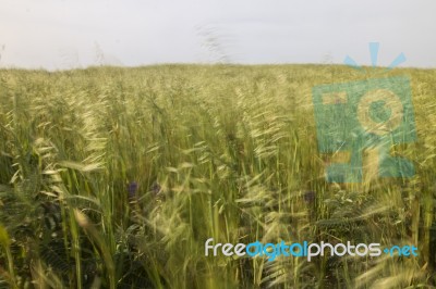 Mediterranean Native Vegetation Stock Photo