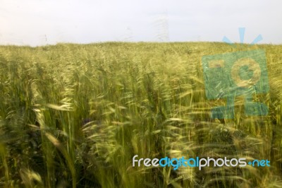 Mediterranean Native Vegetation Stock Photo