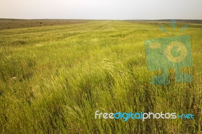 Mediterranean Native Vegetation Stock Photo