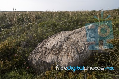 Mediterranean Native Vegetation Stock Photo