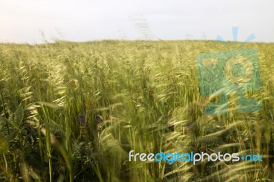 Mediterranean Native Vegetation Stock Photo