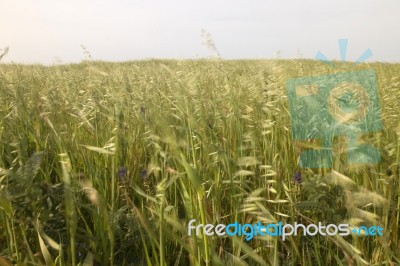 Mediterranean Native Vegetation Stock Photo