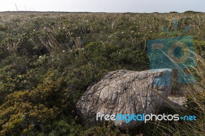 Mediterranean Native Vegetation Stock Photo