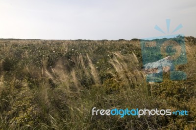 Mediterranean Native Vegetation Stock Photo