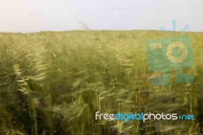 Mediterranean Native Vegetation Stock Photo