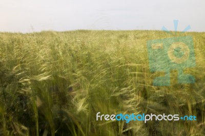 Mediterranean Native Vegetation Stock Photo