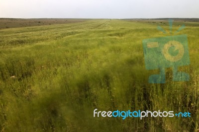 Mediterranean Native Vegetation Stock Photo