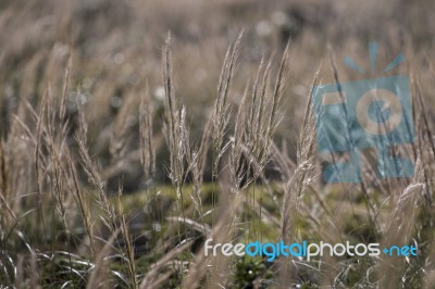 Mediterranean Needle Grass (stipa Capensis) Stock Photo