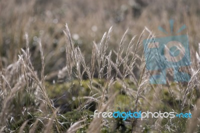 Mediterranean Needle Grass (stipa Capensis) Stock Photo