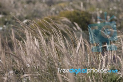 Mediterranean Needle Grass (stipa Capensis) Stock Photo