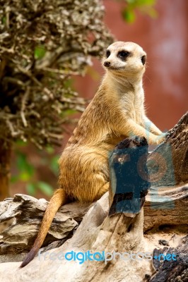 Meerkat Stock Photo