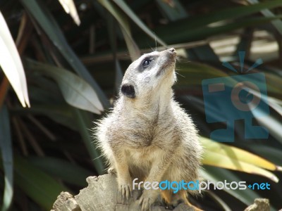 Meerkat Stock Photo