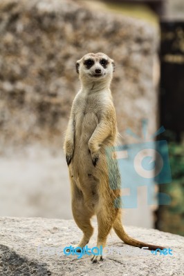 Meerkat Stock Photo