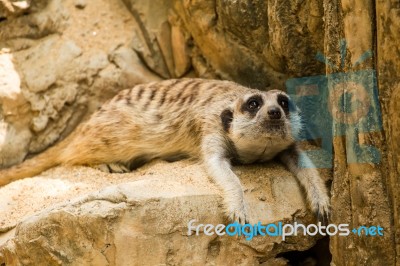 Meerkat Stock Photo