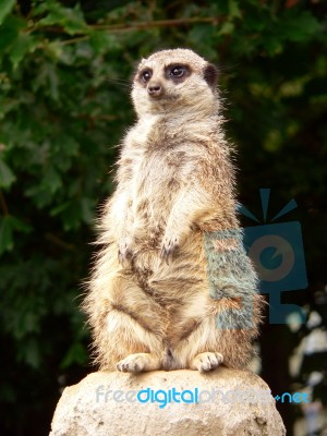 Meerkat Stock Photo