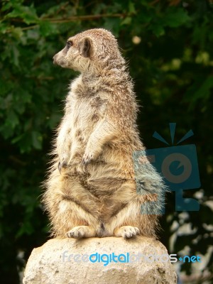 Meerkat Stock Photo