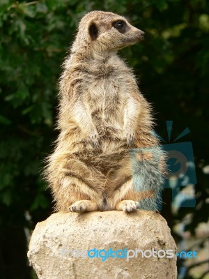 Meerkat Stock Photo