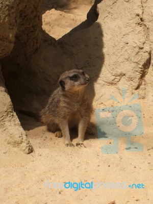 Meerkat Stock Photo