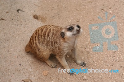 Meerkat Stock Photo