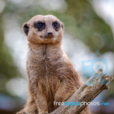 Meerkat Or Suricate (suricata Suricatta) Stock Photo