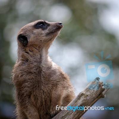 Meerkat Or Suricate (suricata Suricatta) Stock Photo