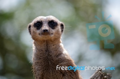 Meerkat Or Suricate (suricata Suricatta) Stock Photo