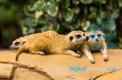 Meerkat Resting On Ground Stock Photo