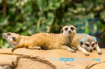 Meerkat Resting On Ground Stock Photo