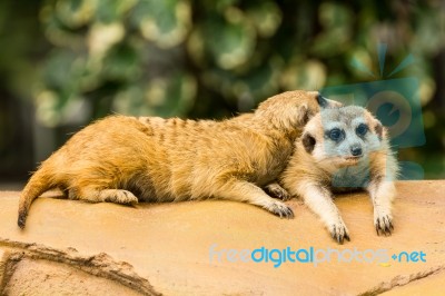 Meerkat Resting On Ground Stock Photo