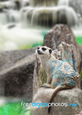 Meerkat Sit Stock Photo