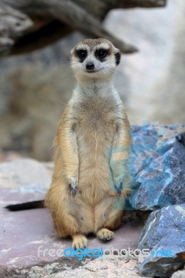 Meerkat Standing Alert And Watchful Stock Photo