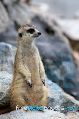 Meerkat Standing Alert And Watchful Stock Photo