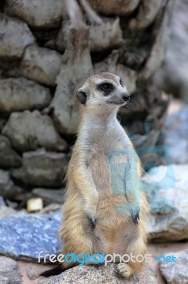 Meerkat Standing Alert And Watchful Stock Photo