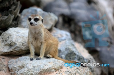 Meerkat Standing Alert And Watchful Stock Photo