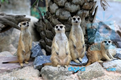 Meerkats Family Standing Alert Stock Photo