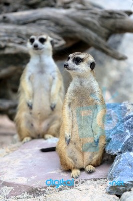 Meerkats Family Standing Alert Stock Photo