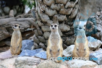 Meerkats Family Standing Alert Stock Photo