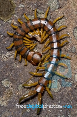 Megarian Centipede (scolopendra Cingulata) Stock Photo