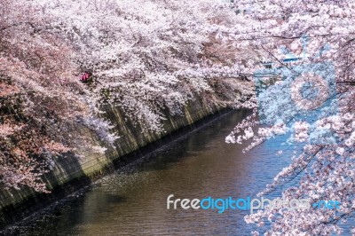 Meguro Canel Stock Photo