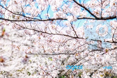 Meguro Canel Stock Photo