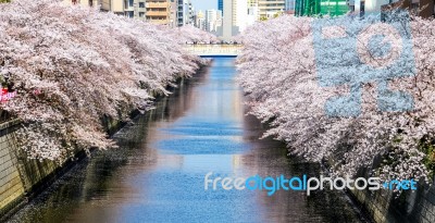 Meguro Canel Stock Photo