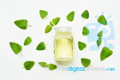 Melissa Lemon Balm Essential Oil With Fresh Leaves Stock Photo